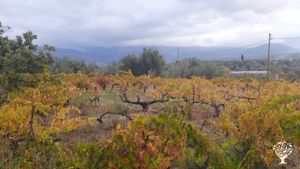 Natural farming estate in Euboea, Greece, making Natural  Amber Wine and Unfiltered EV Olive Oil