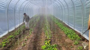Mixed vegetable farm, small orchard and chickens