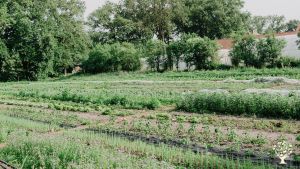 Homestead,  Market Garden, Horse Ranch, Livestock Farm, Farm, Family farm, Community farm