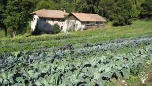 Orto commerciale, Azienda agricola, Produzione ortaggi