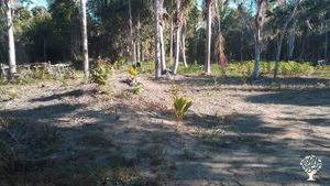 Sitio orgánico de piaçavas ,frutales,huerta,, jardín