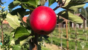 Organic apple and vegetables farm on a Hälsingegård
