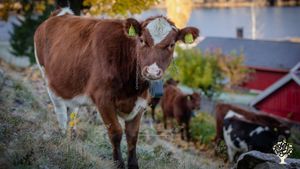 Self-sufficient organic farm in the forgotten valley of Numedal