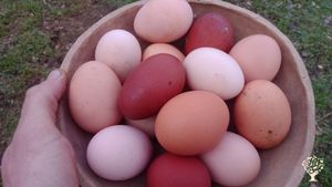 Pépinière, autonomie, forêt jardin