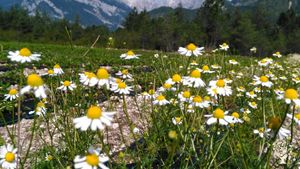 Azienda agricola situata nelle Dolomiti, produce piante officinali, piccoli frutti ed alleva api