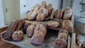 Paysan boulanger, production de céréales, farine et pains