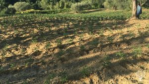 Produzione ortaggi, Olivi