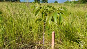 Organic nut plantation