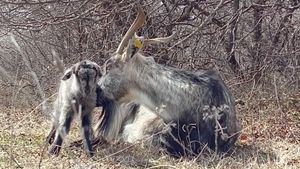 Goat farm and cheesery/Homestead