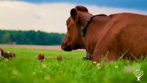 Mixed Farm, Woodlot, Family farm