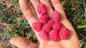 Coltivazione di frutti di bosco, bioedilizia, vita di montagna