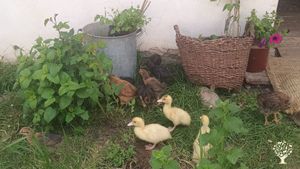 Rodinná farma na Vysočině - místo pro ubytování, relax se zvířaty a pořádání svateb