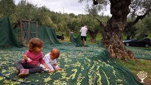 Organic Olive Grove
