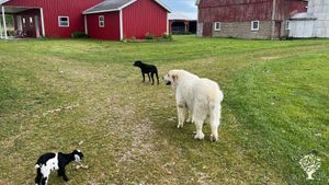 Miss Moo, bottom left, Alaska Great Pyrenees to the right, and Zoey Pitt-lab in the middle. 