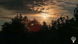 Bee farm  with big green house and reforestation plans