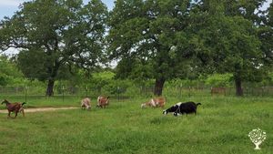 Commercial Goat Dairy and Creamery located south of Austin Texas