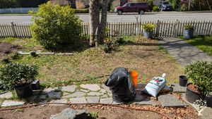Front yard under beech tree to get native plant garden