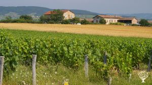 La ferme entre vignes et blés