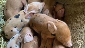 Piglets a day old