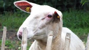 Schamanischer Selbstversorgerhof mit Seifensiederei und Gemüsegarten