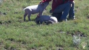 Homestead and family farm in the high plains of NM
