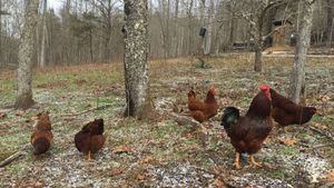 Chickens, ducks, and geese livestock