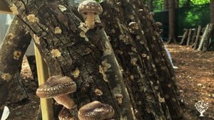 Funghi shiitake e altri prodotti coltivati con metodi agroforestali e trasformati artigianalmente