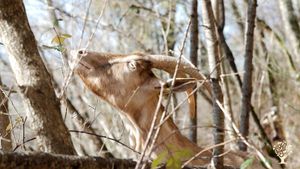 Ferme en polyculture-élevage