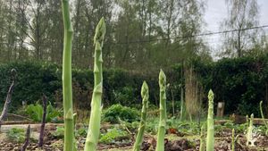 Symbiotic homestead with permaculture garden at the edge of a forest.