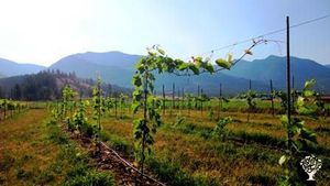 Organic 20 acre homestead located in the Jocko River Valley on the Flathead Indian Reservation, MT