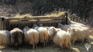 Kleine Landwirtschaft mit Schafen, Obstbau und Heilkräutern mit Permakultur/Waldgarten