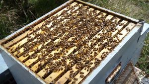 Azienda biologica dal 1982 - coltivo farro, lavanda, ho qualche  arnia - e molti animali