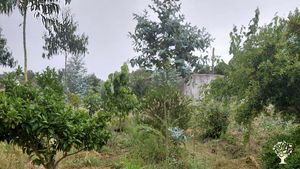 Regenerative agroforestry farm following syntropic principles