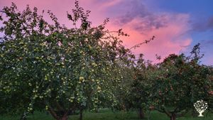 Daisy Farm is a mixed smallholding producing organic cider.