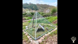 This is the mobile pyramid where the chikens stay when I am not home