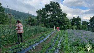 Azienda agricola produttrice di erbe officinali e frutti di bosco