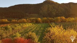 Organic fruit farm in Trøndelag