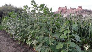 Small organic seed farm & homestead in Southwestern Colorado