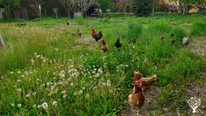 Piccolo agricampeggio biologico familiare con piante e animali