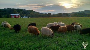 Sustainably raised Icelandic sheep, pork, poulty, non-medicated bees, and gardens.
