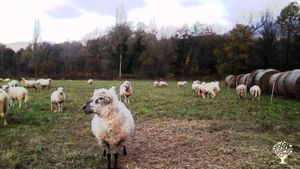 les moutons de mon voisin fertilise le pré avant mise en culture! merci les copains!