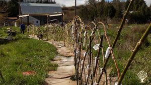 First living willow fence planted March 2018