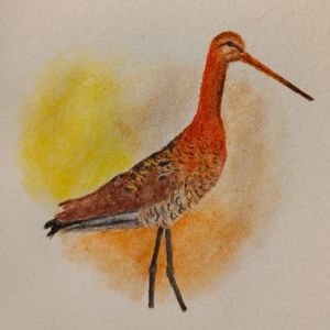 Marius