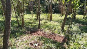 Agroforesterie pour un style de vie végétarien