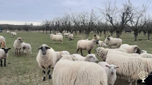 Smallholding, Mixed Farm