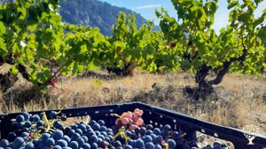 Micro domaine vitivinicole certifié biologique avec pratiques biodynamiques