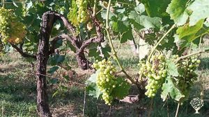 Siamo una piccola realta' agricola, nella campagna di Olevano Romano a 70 km sud-est di Roma.
