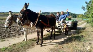 A farm 50 minutes to Berlin and 0 minutes to the lake. dunkeys, canoes and much work in the field