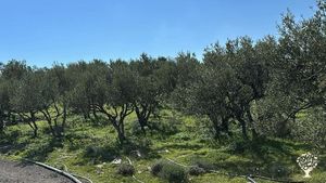 Olive trees South Crete for all