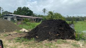 fertile soil and sand - making a good mix to plant the seedlings